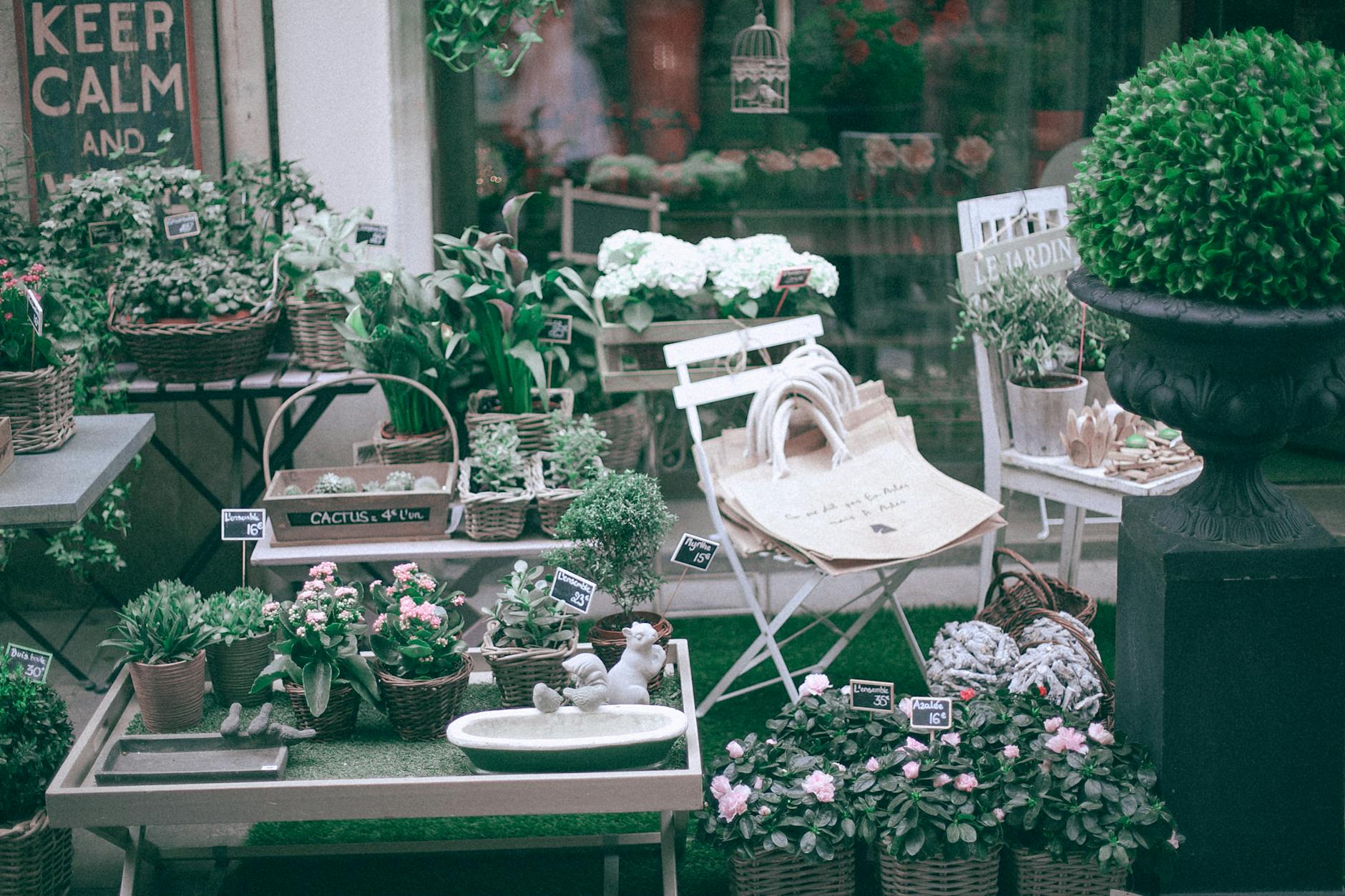 Zielone rośliny kwitnące w doniczkach z cenami w pustym sklepie ogrodniczym